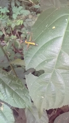 Eumastax