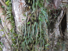 Pyrrosia adnascens