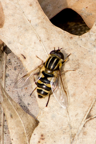 Broad-headed Marsh Fly photo 5