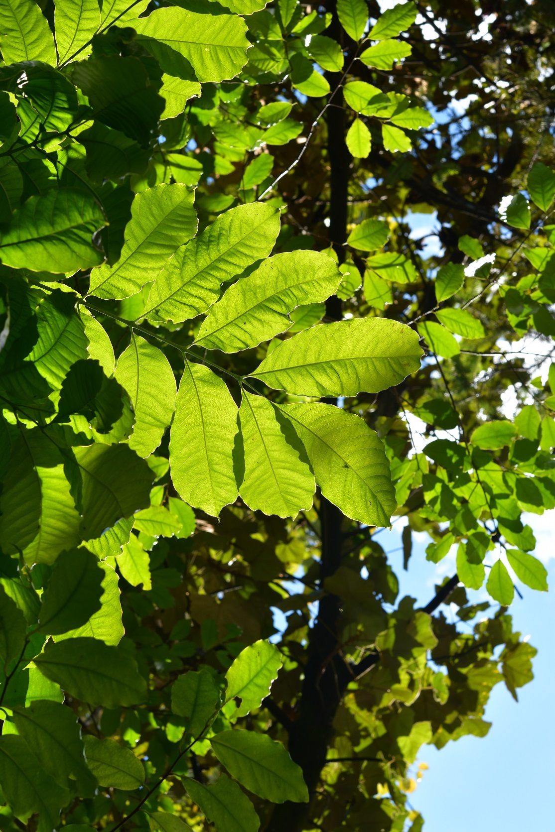 Tapirira mexicana