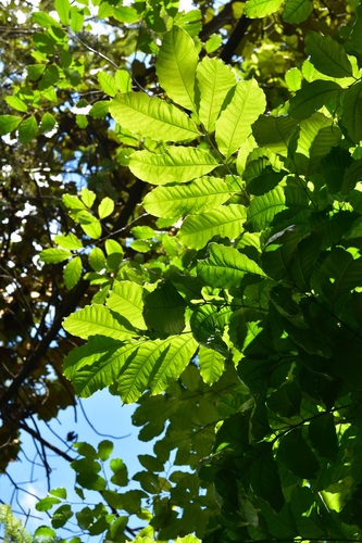 Tapirira mexicana, photograph 1