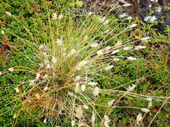 Oreochloa disticha