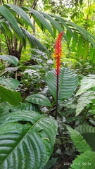 Palicourea subspicata