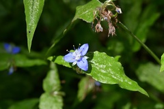 Elasis guatemalensis