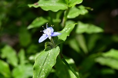Elasis guatemalensis