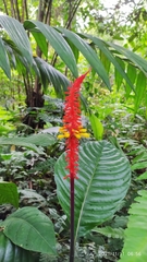 Palicourea subspicata
