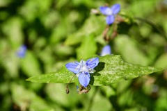 Elasis guatemalensis