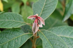 Ocotea macrophylla