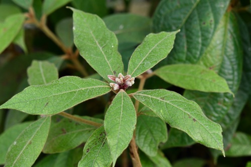 Ocotea macrophylla, photograph 1