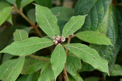 Ocotea macrophylla
