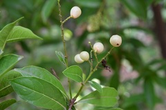 Meliosma dentata