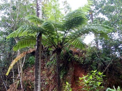 Cyathea lunulata