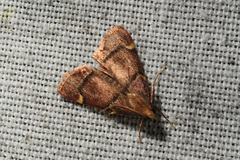 Hypsopygia thymetusalis