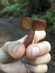 Lactarius atrobadius