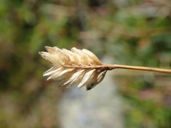 Oreochloa disticha