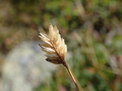Oreochloa disticha