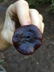 Lactarius atrobadius