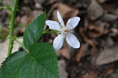 Rubus sapidus