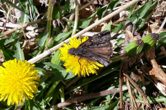 Erynnis telemachus