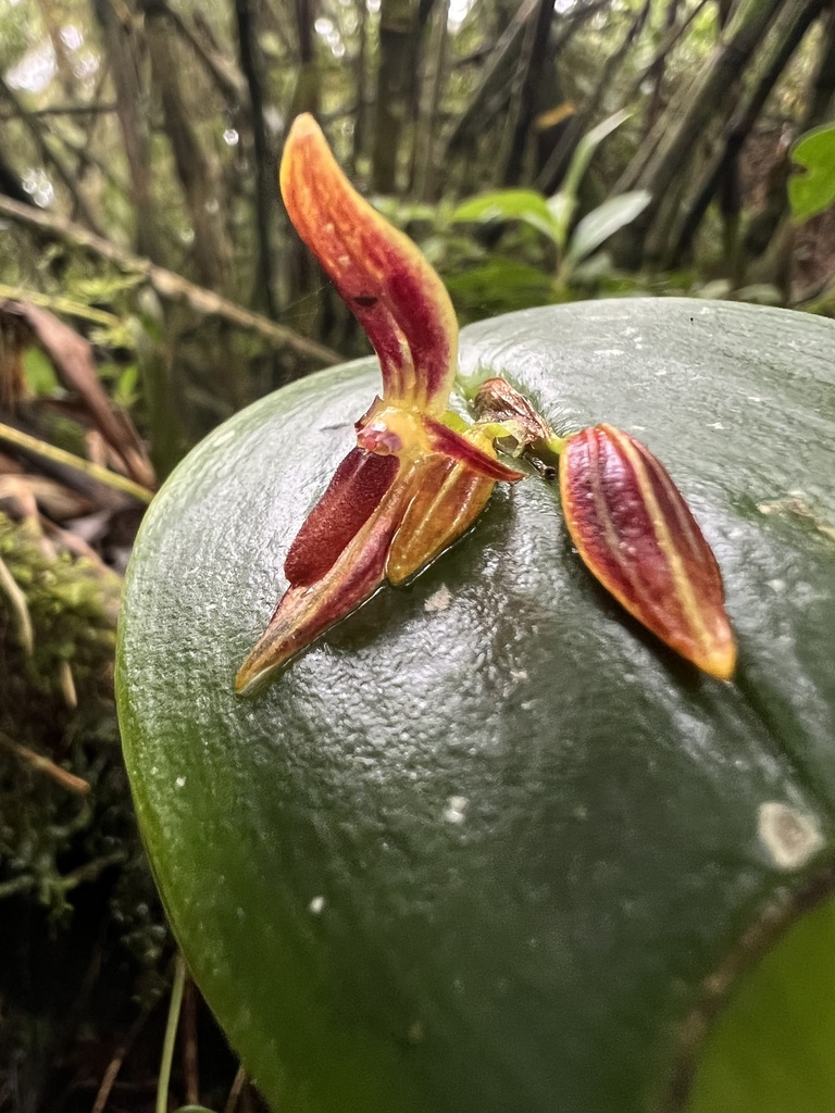 Pleurothallis coriacardia