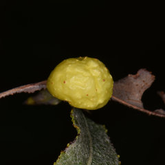 Euura salicispomum