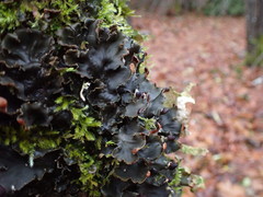 Peltigera neckeri