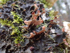 Peltigera neckeri