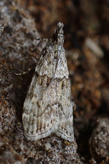 Eudonia subditella