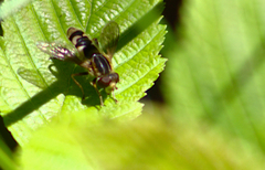 Anasimyia anausis