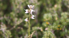 Prasophyllum suttonii