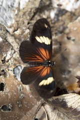Castilia perilla
