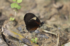 Castilia perilla