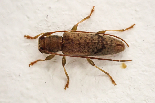 Spilotrogia