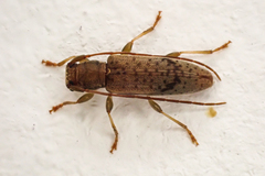 Spilotrogia fragilis