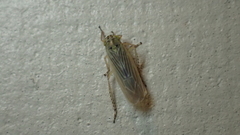Macrosteles bifurcatus