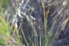 Papaver somniferum