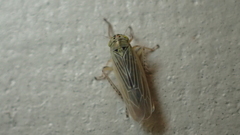 Macrosteles bifurcatus