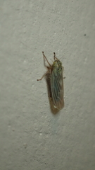 Macrosteles bifurcatus