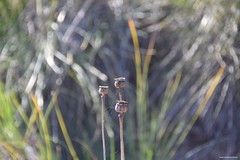 Papaver somniferum