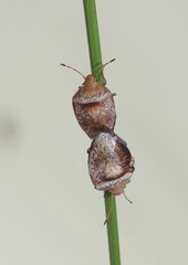 Eupolemus tasmanicus