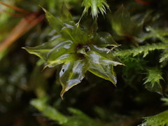 Plagiomnium venustum