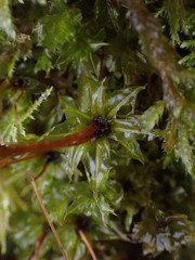 Plagiomnium venustum