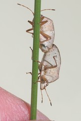 Eupolemus tasmanicus