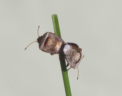 Eupolemus tasmanicus