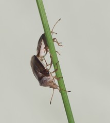 Eupolemus tasmanicus