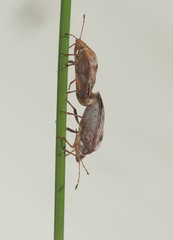 Eupolemus tasmanicus