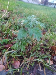 Artemisia vulgaris