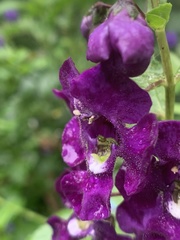 Angelonia