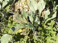 Cynoglossum cheirifolium