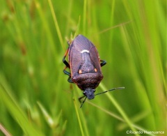 Parajalla sanguineosignata
